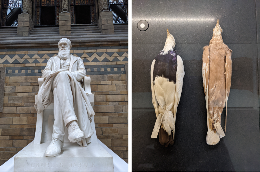 statue of darwin and stuffed pigeons on display